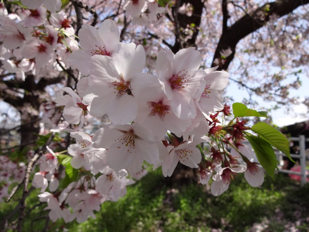 大河原町の桜