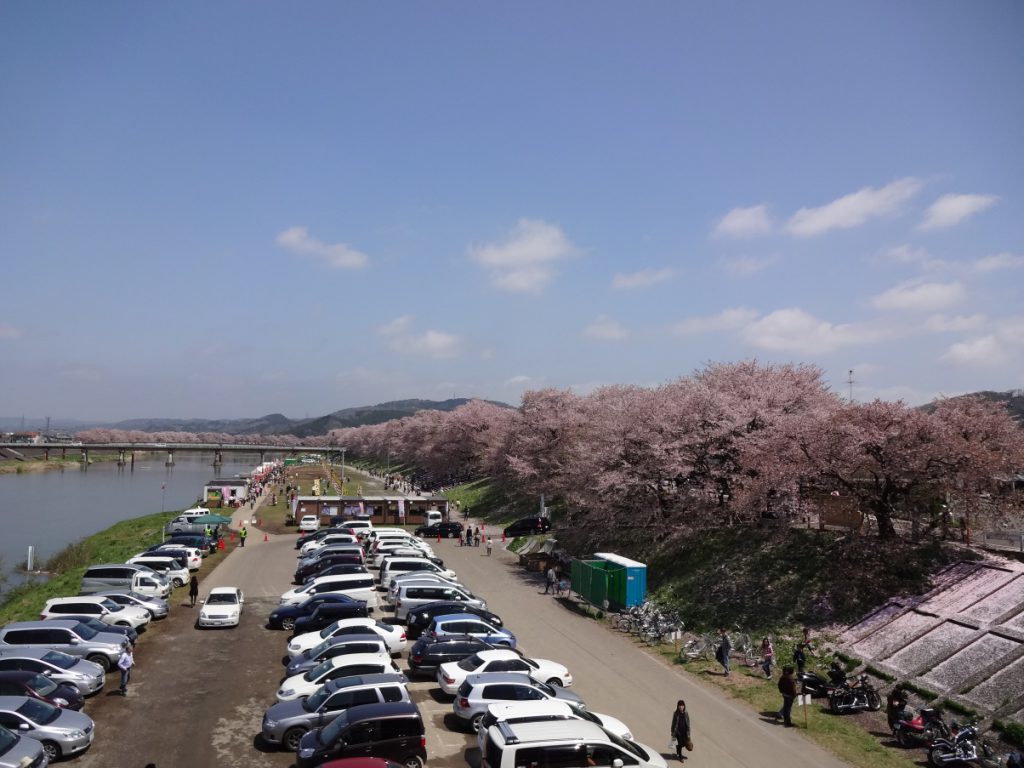 大河原町の桜祭り会場(橋の上から撮影)